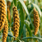 Millets Are Good For the Earth
