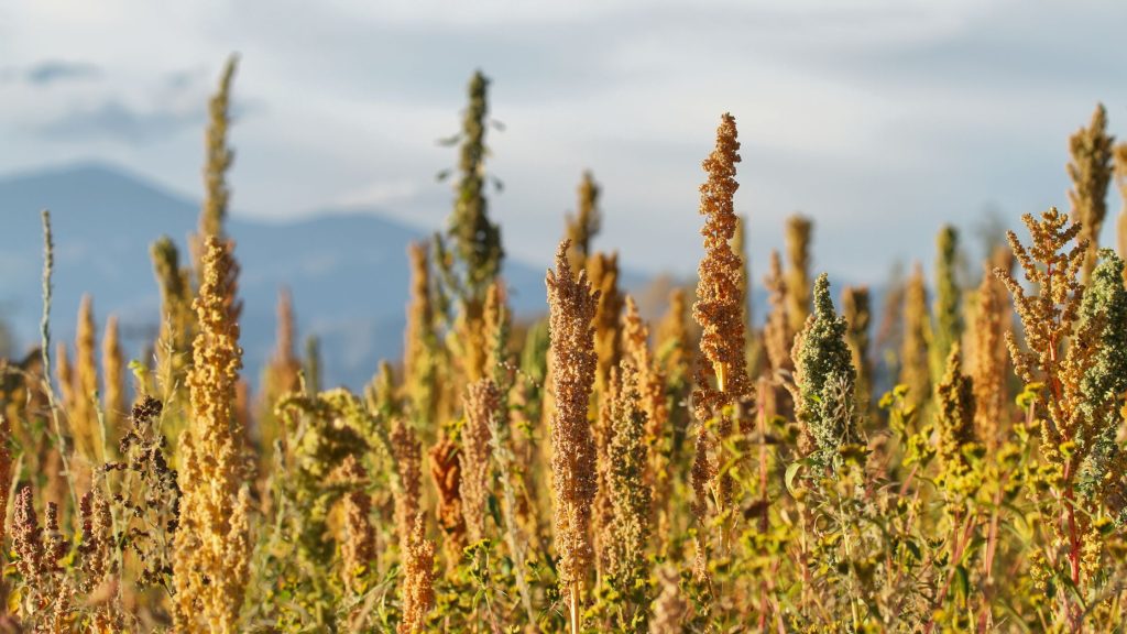 The Definitive History of Quinoa: A Journey Through Time