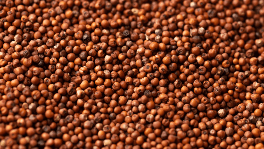 An image of raw Kodo Millet grains